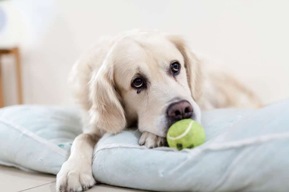 Caring for Pets in their Golden Years