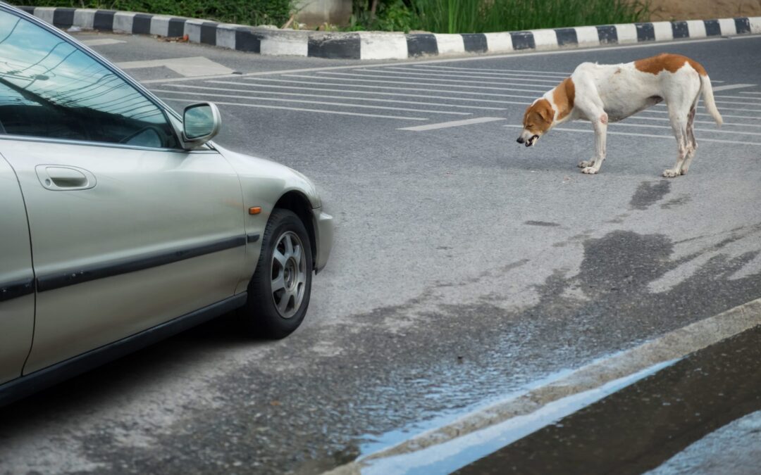 Has Your Four-Legged Friend Been Hit by a Car?