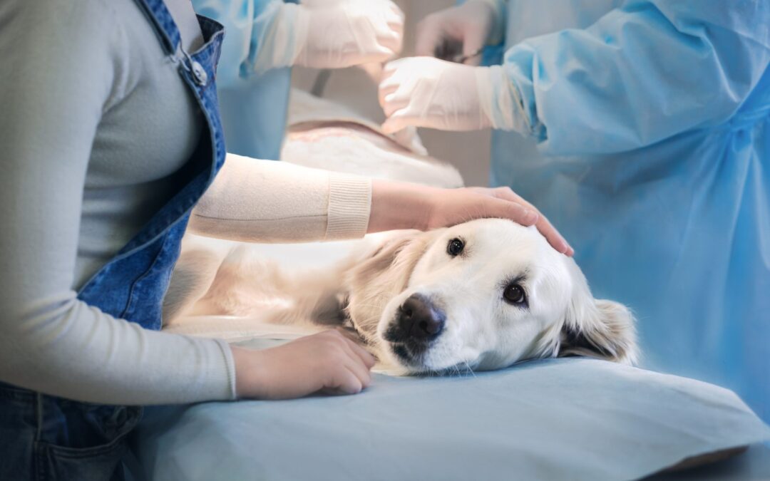 What are the common Pet Surgeries