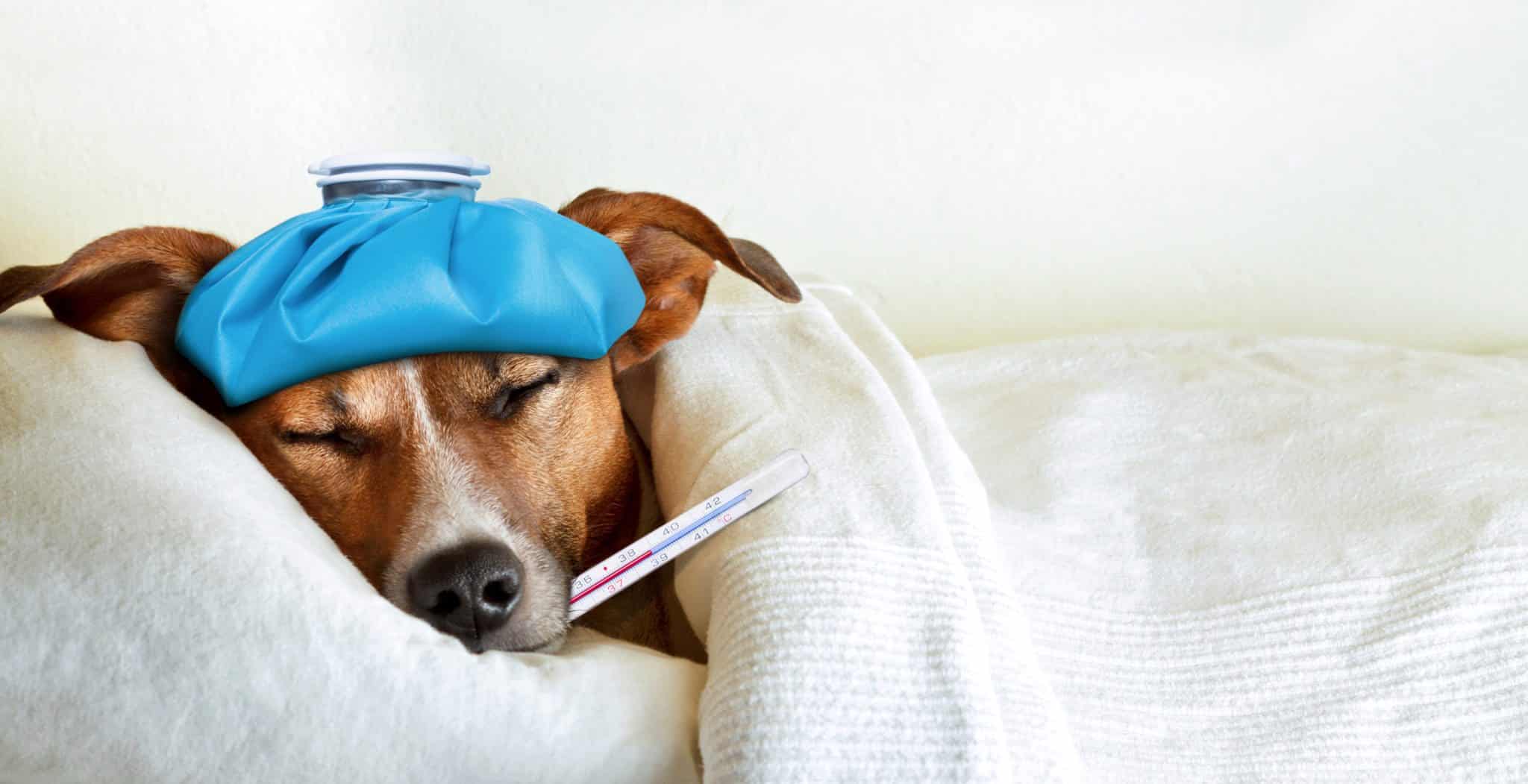 What Can I Give My Dog To Make Him Sick at Mirian Ketchum blog