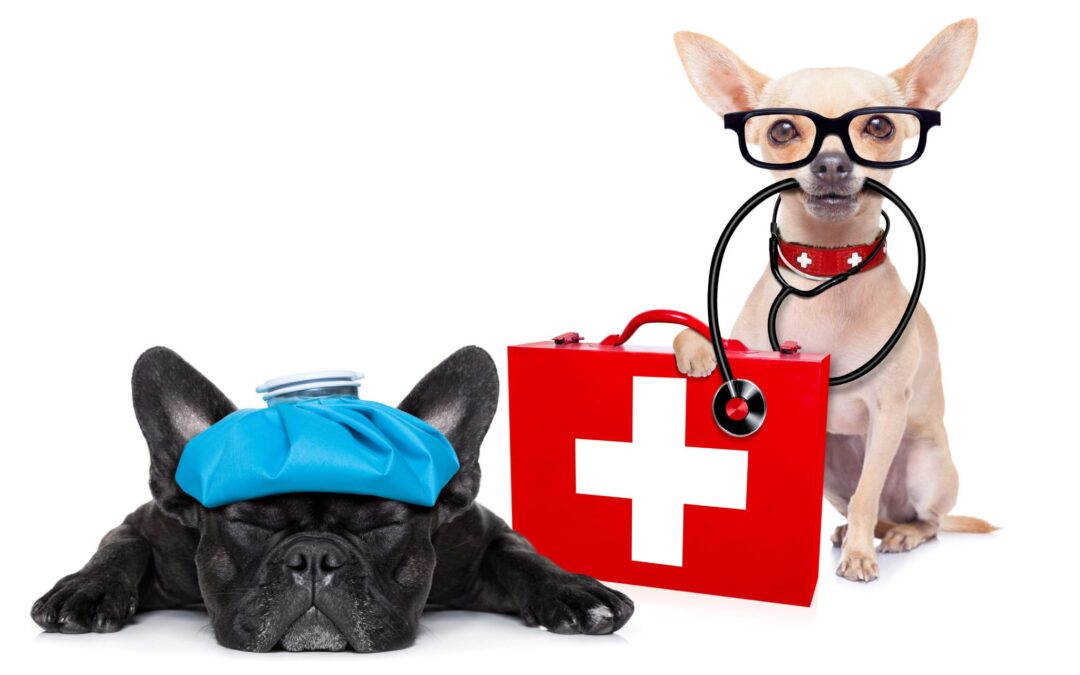 How to Cope in a Pet Emergency