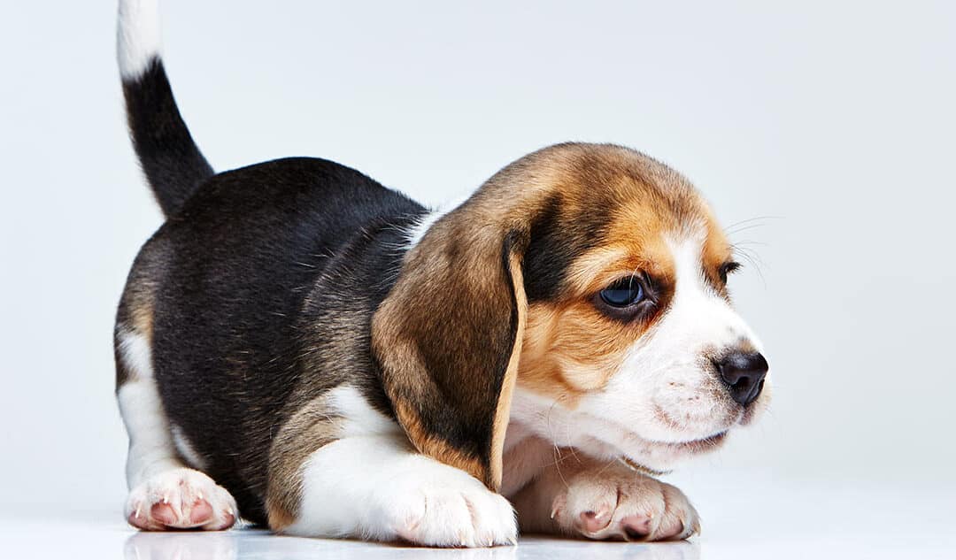 5 Stages Of Puppy Development You Need To Know