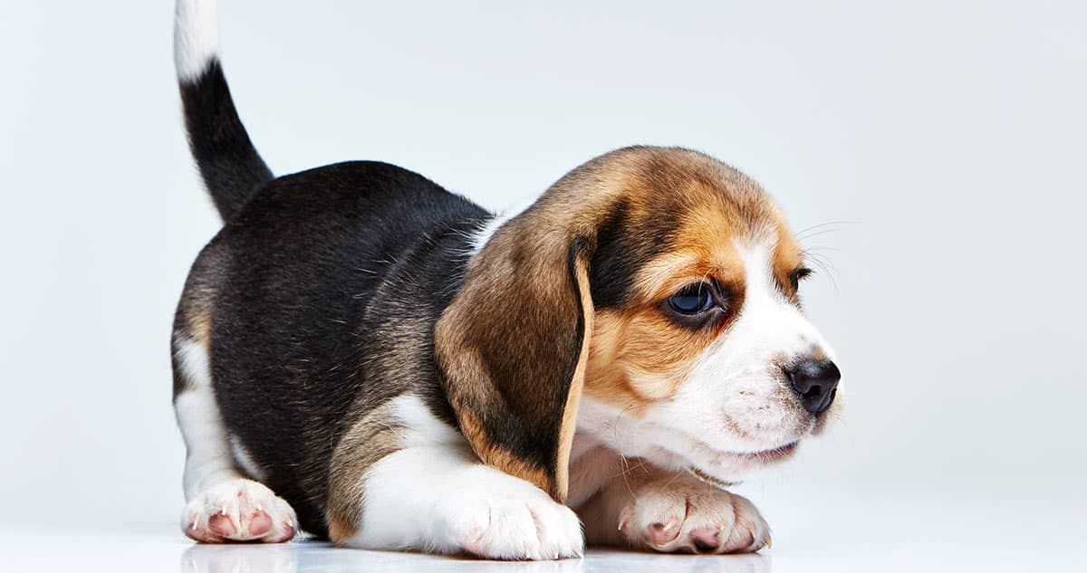 5 Stages Of Puppy Development You Need To Know Vetmed