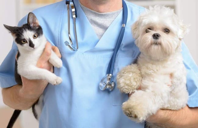 How to Choose Right Vet Clinic for Your Multi Breeds Pets