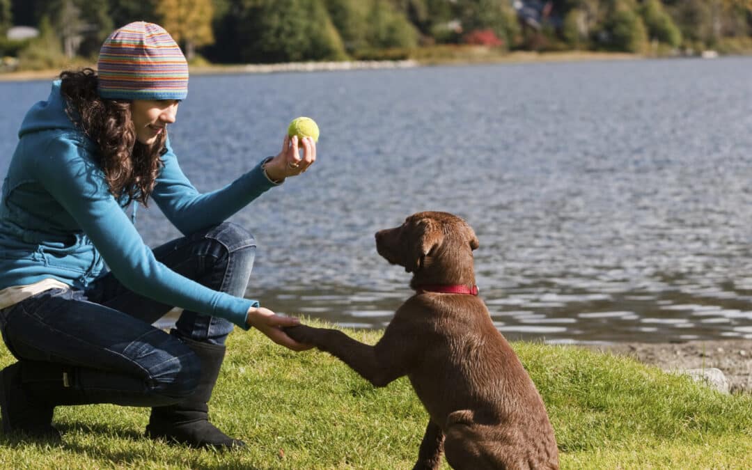 7 Cool Tricks to Train Your Dog
