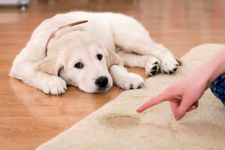 How to take care of your New Dog – Basic Advice