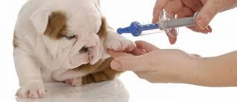 Pet vaccination