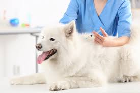 Pet Vaccination: Does Your Pet Need Therapy?