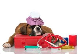 What Are the Essential Items to Have in Your Dog’s First-Aid Kit?