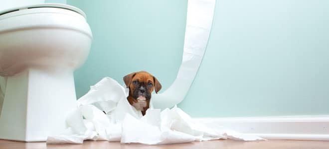 puppy toilet