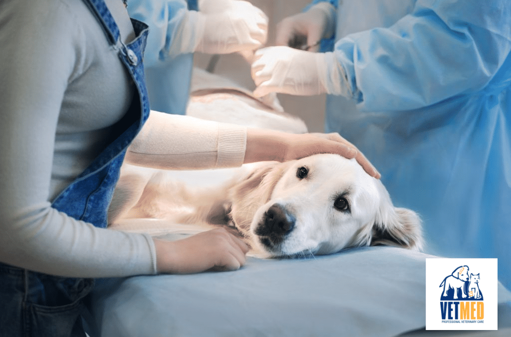 Male canine desexing. What to expect