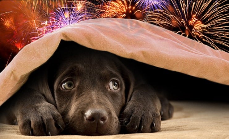 dog under blanket afraid fireworks