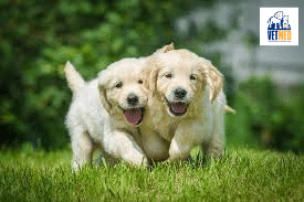 Complete Puppy care information