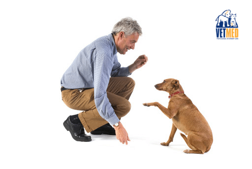 Training Your New Puppy (Getting off on the Right Paw)