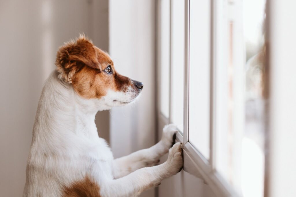 Dog looking out window