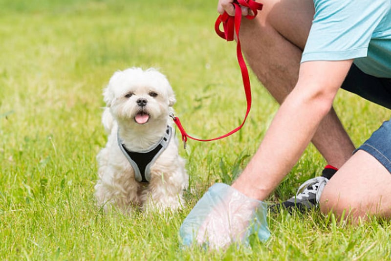 Dog with his master picking up poop