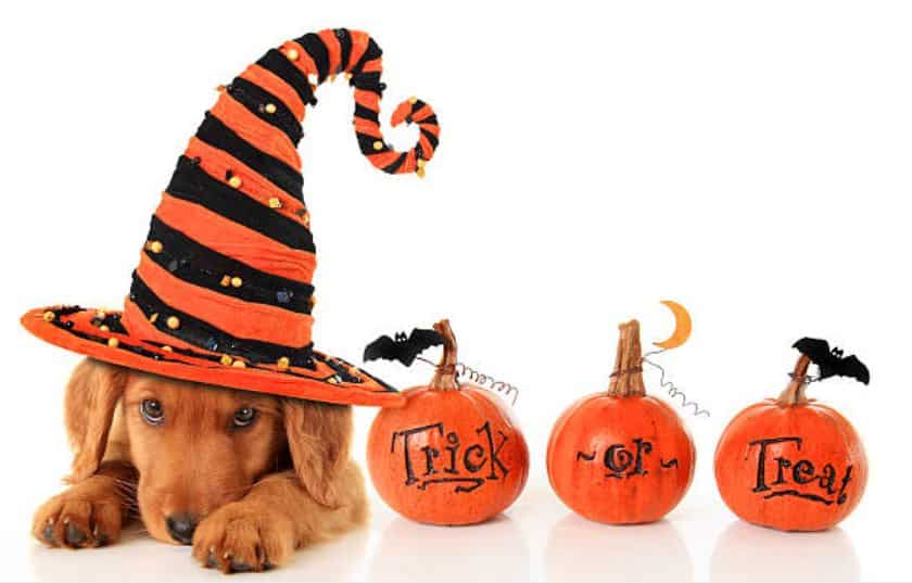 dog with halloween hat dog with halloween hat