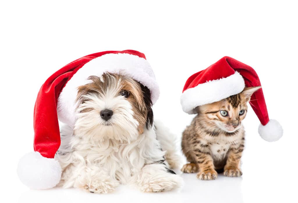 Cats and dogs at christmas
