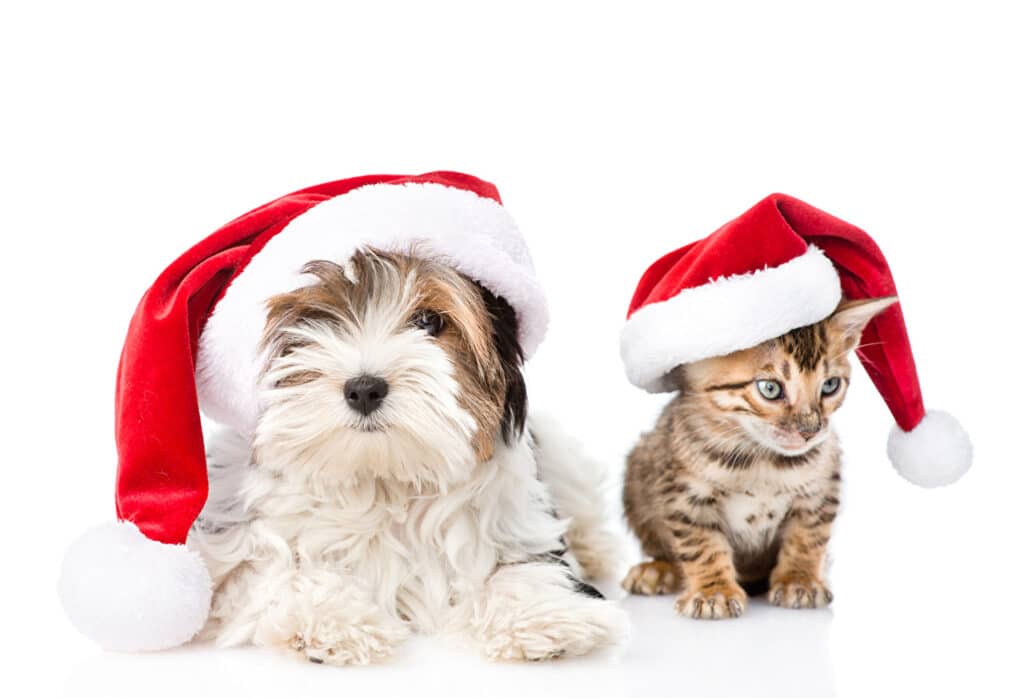 Cats and dogs at christmas Cats and dogs at christmas