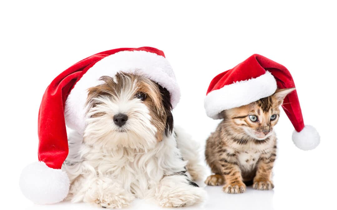12 fur-friendly Christmas tips!