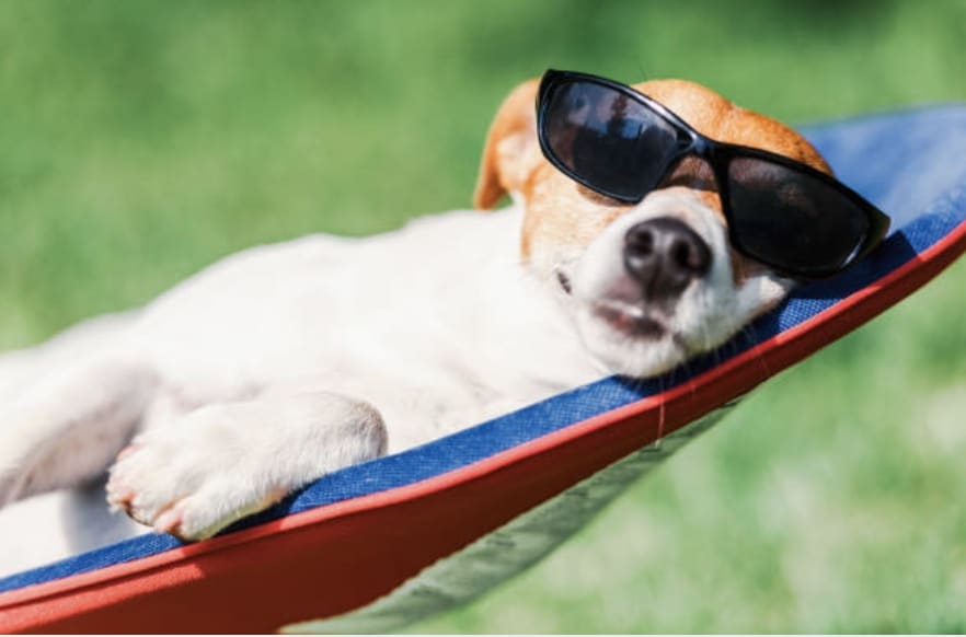 Dog relaxing