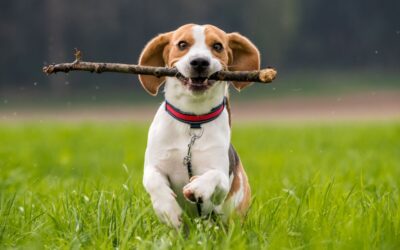 Sit! Roll! Run away? Best behaviour hacks for your new buddy!