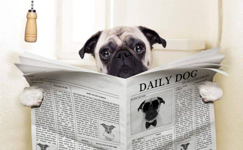 dog reading newspaper