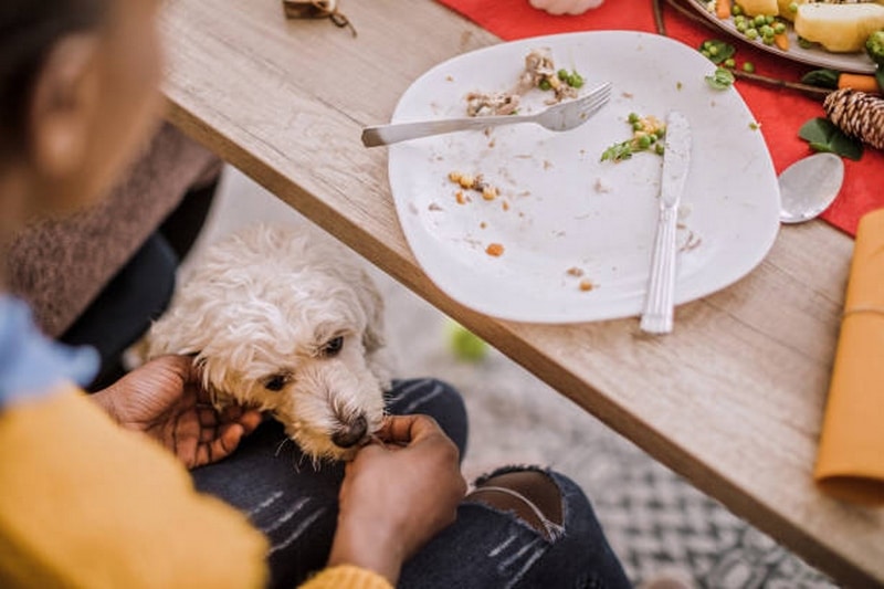 feeding dog at table