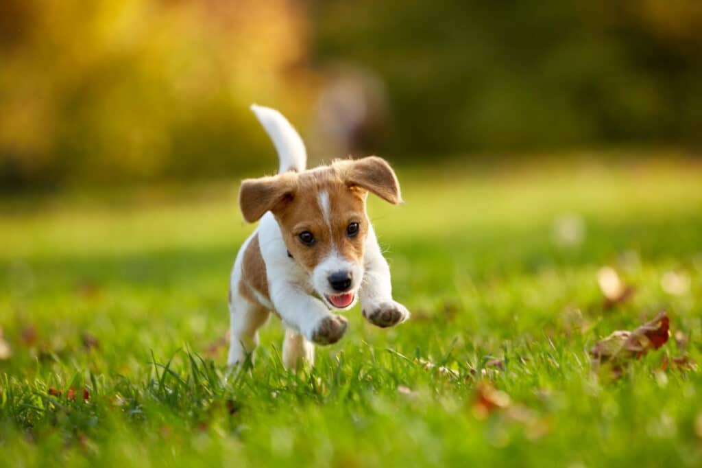 happy puppy socialised happy puppy