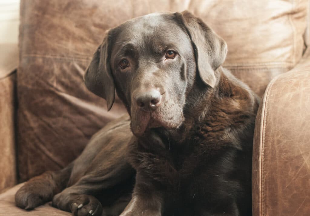 dog on lounge