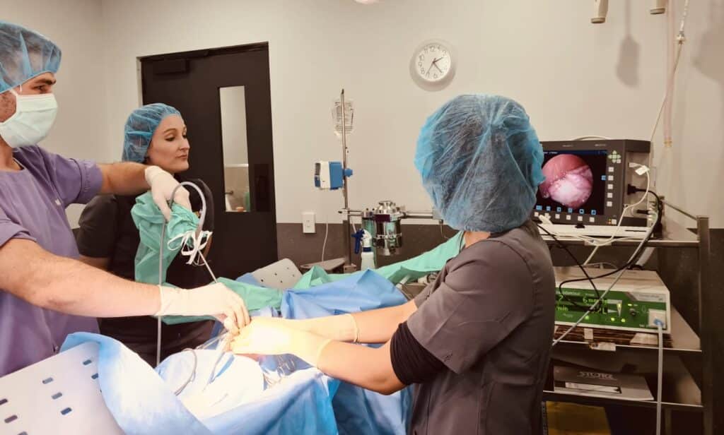 Pet operation using keyhole surgery Pet operation using keyhole surgery