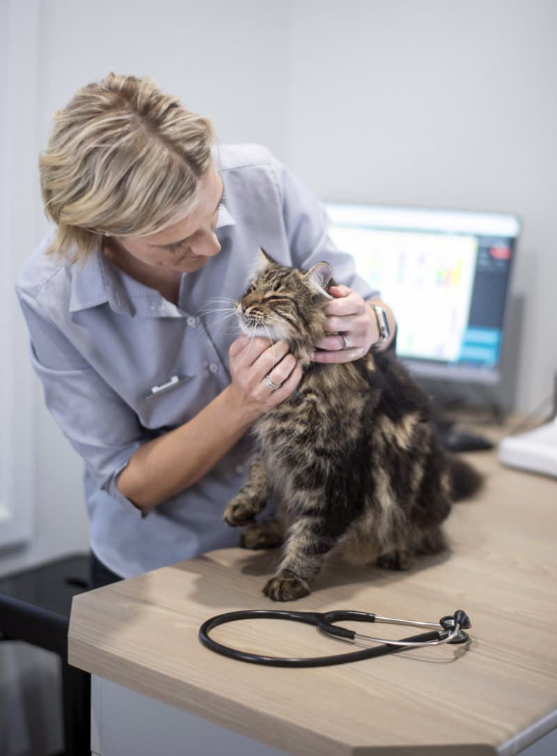 preventative health vet consultation with pet cat