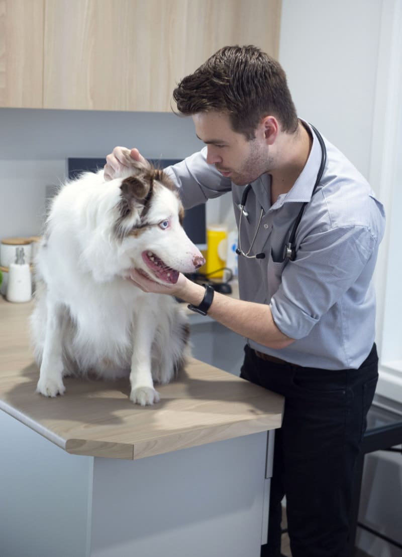 preventative health vet consultation with pet dog