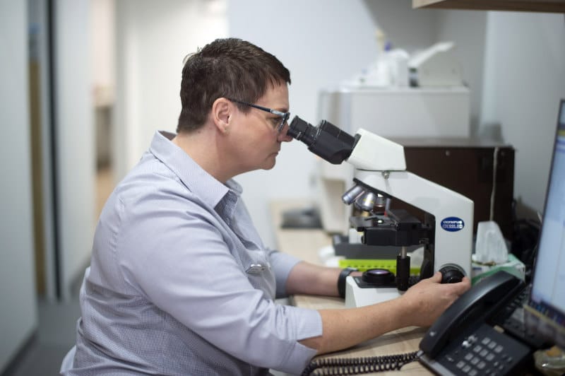 vet examines specimen through microscope