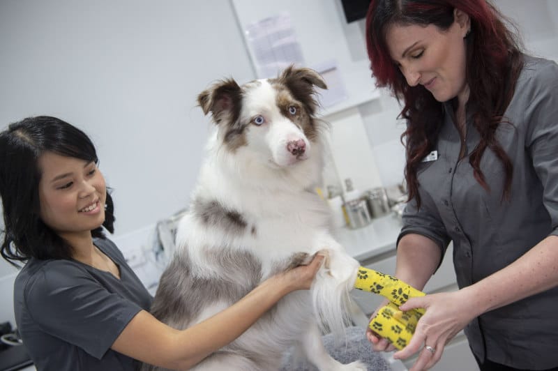 VetMed vet and nurse wrapping dogs paw