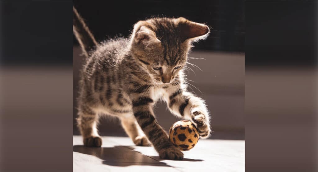 Desexing Kitten - kitten playing