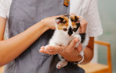 Male Feline Desexing – What to Expect