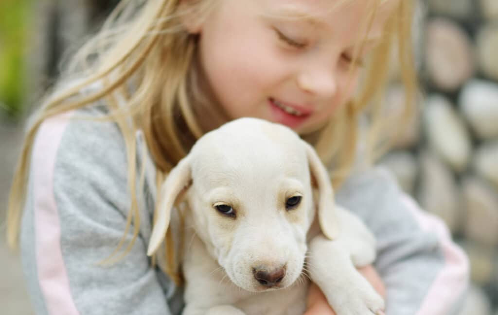 Desexing – little puppy with girl Desexing - little puppy with girl