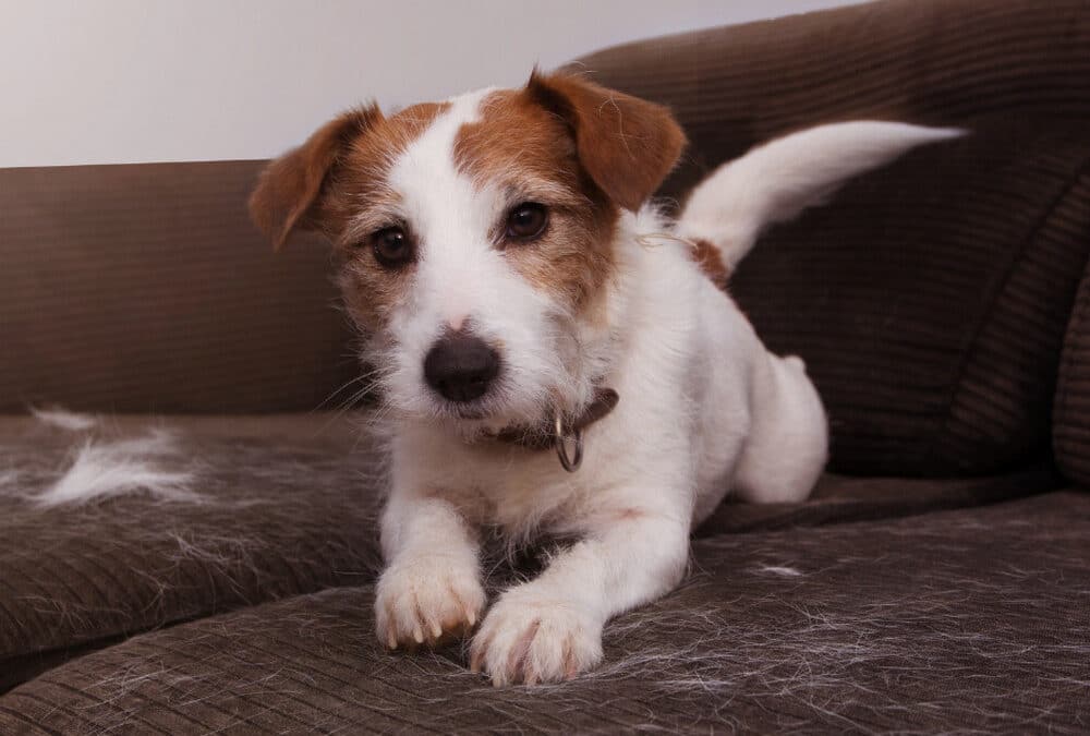 Cat and Dog Shedding