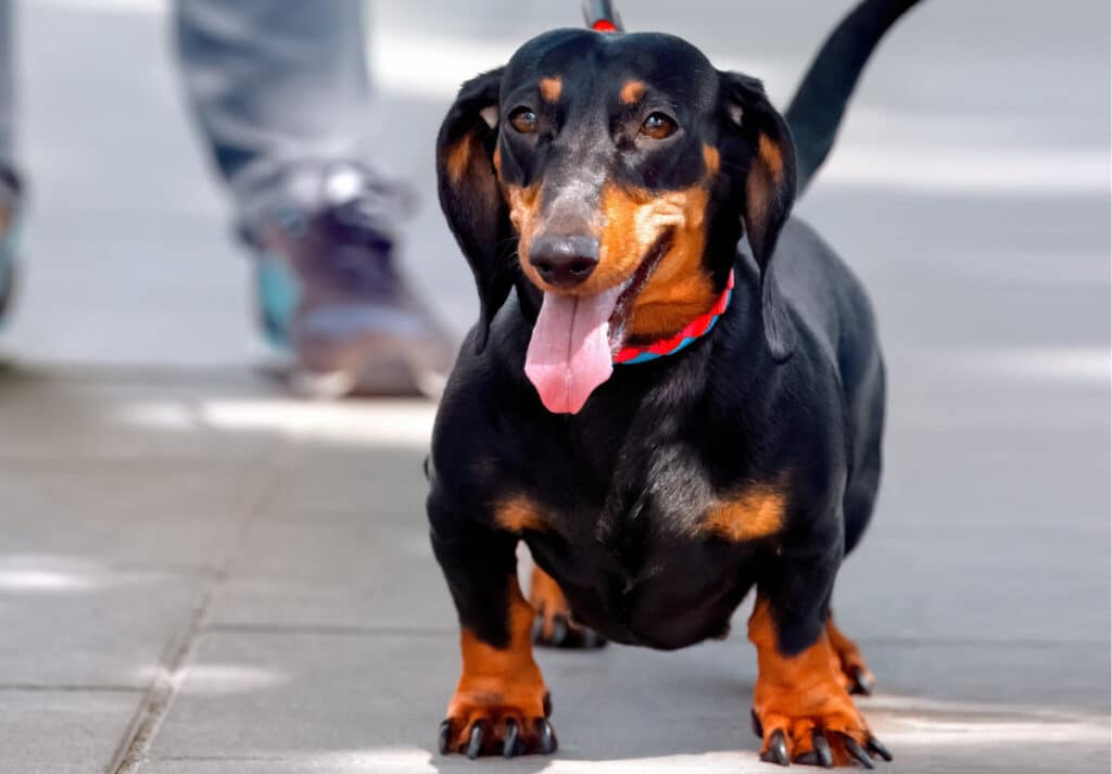 dashhound walking