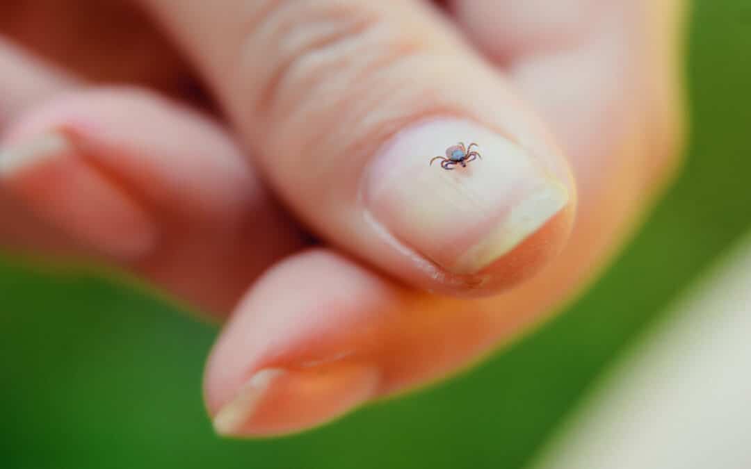 What do you know about ticks?