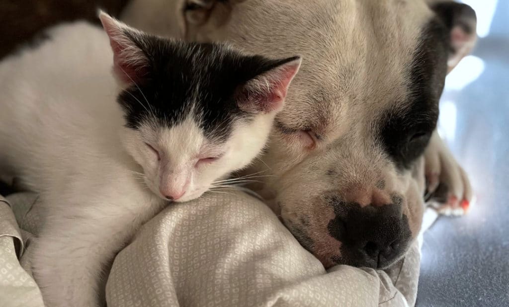 cat and dog sleeping