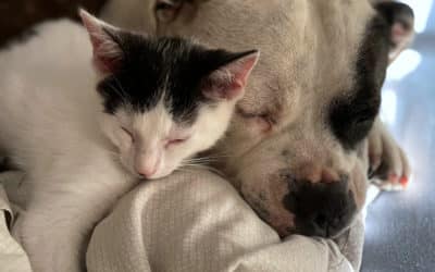 Can dogs and cats happily co-habitat, or do they just fight like cats and dogs?