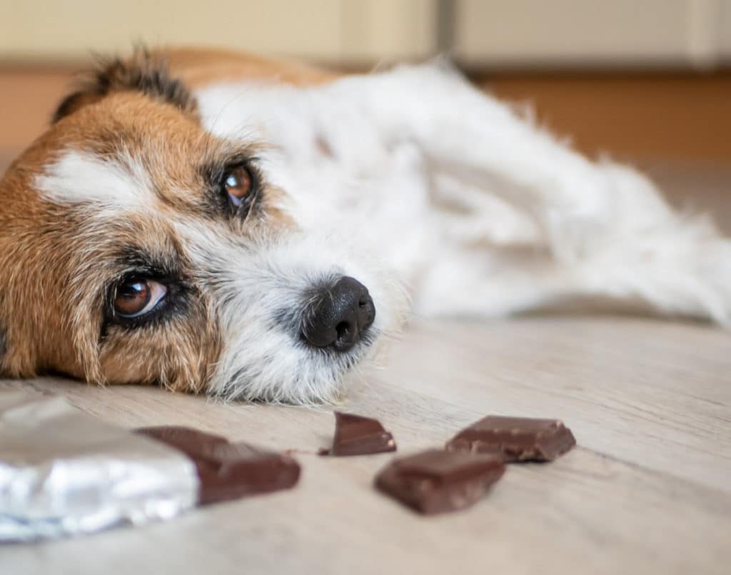 dog laying sick with chocolate