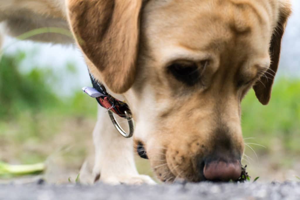 dog sniffing the ground dog sniffing the ground