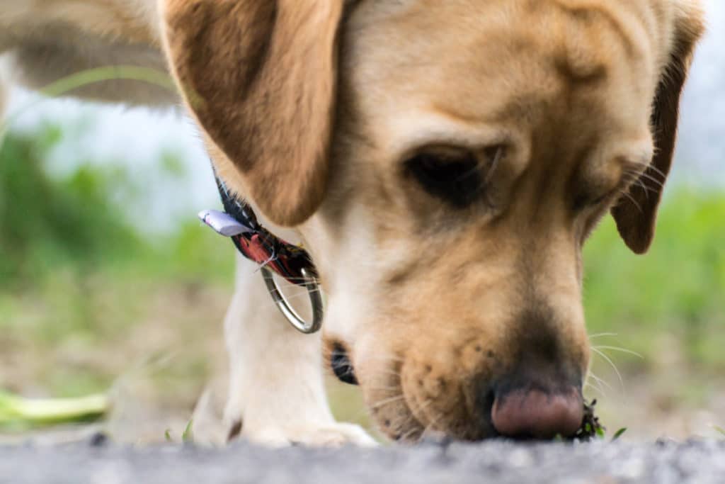 dog sniffing the ground