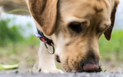 Are mushrooms toxic and harmful to dogs and cats?