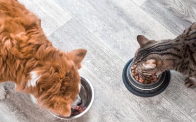 Food for thought when it comes to feeding dogs and cats