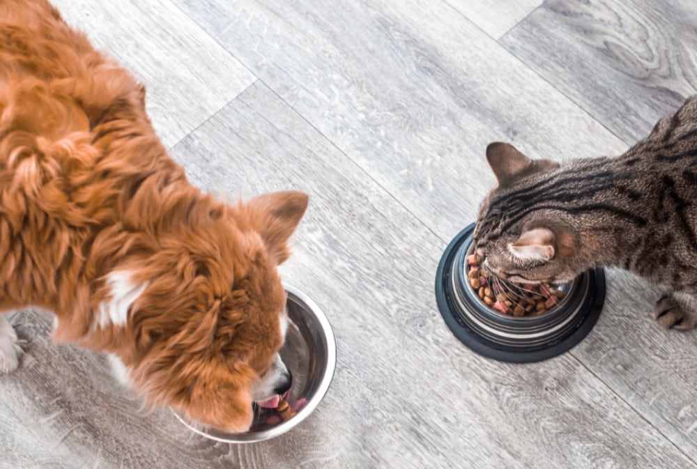 dog and cat eating dog and cat eating