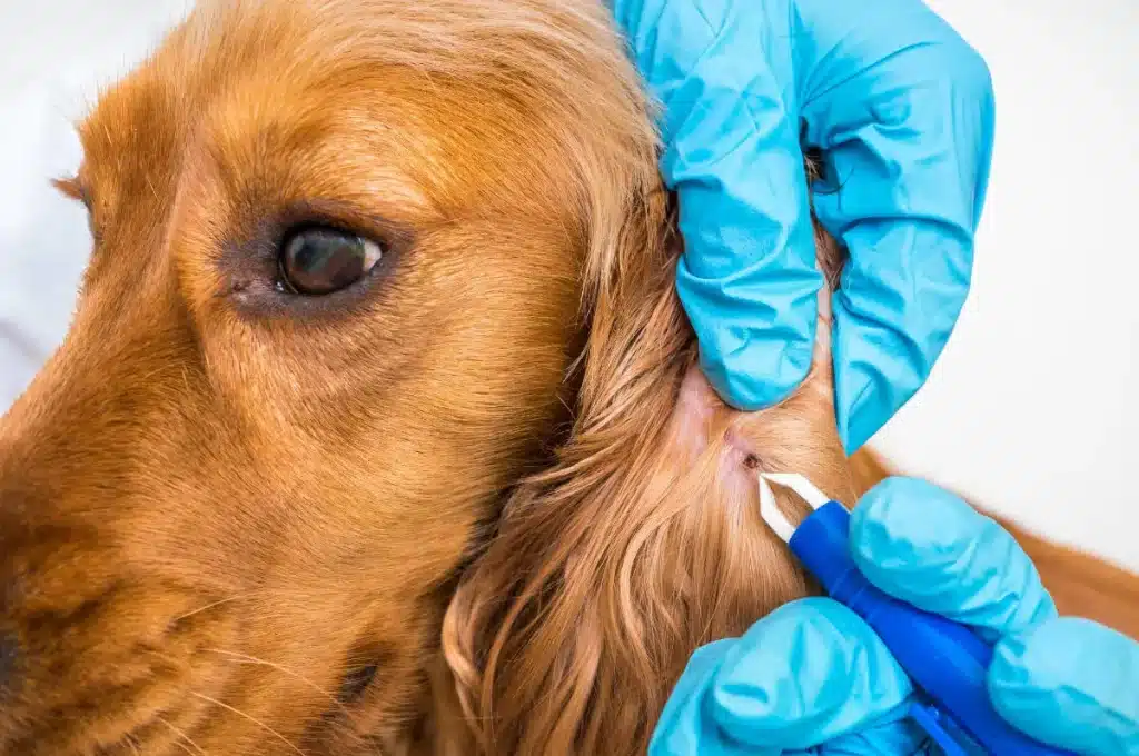 Dog with Tick in ear Dog with Tick in ear